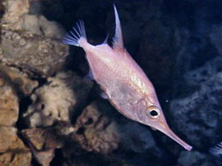 обыкновенный морской бекас macrorhamphosus scolopax