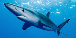 синяя акула