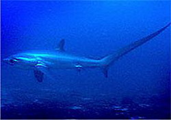 лисья акула