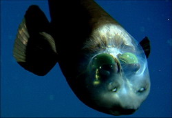 рыба с прозрачной головой - macropinna microstoma