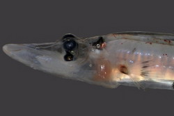 рыба с инфракрасно-оптическим зрением