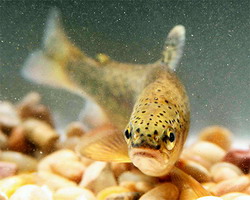 появление жабр у древних рыб, возможно, не было связано с недостаточным поступлением кислорода