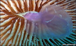 хищные кораллы пожирают медуз