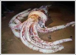 в мексиканском заливе выловили гигантского кальмара