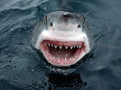 белые акулы ведут себя подобно серийным убийцам