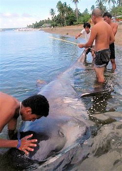 на филиппинах была поймана редчайшая большеротая акула