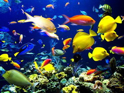снижение численности рыб в карибском море связано с массовой гибелью кораллов
