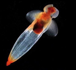 обнаружены 235 видов «биполярных» морских животных