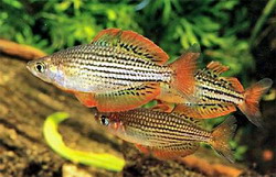 радужная рыбка (melanotaenia maccullochi)