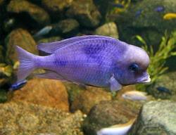 меланохромис чипока или меланохромис чипокский (melanochromis chipokae)