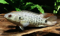 анабас или рыба-ползун (anabas testudineus)