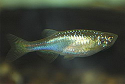 золотая рыбка (carassius auratus)