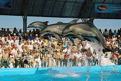 дельфинарий будет построен в минском зоопарке