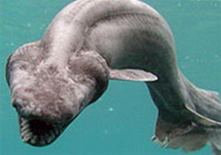 доисторическая глубоководная акула отснята на видео